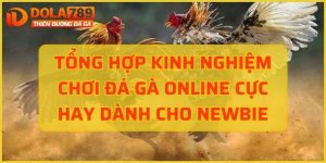 kinh nghiệm đá gà online